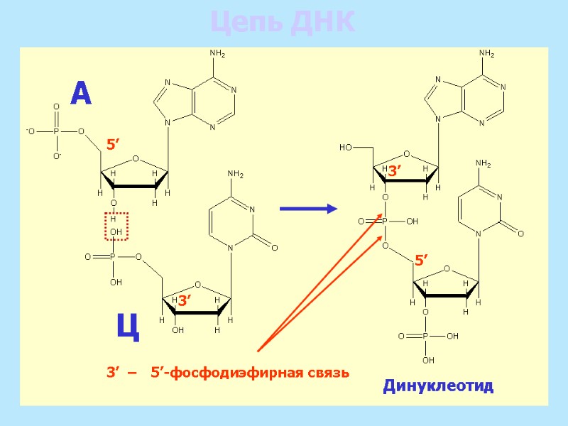 Цепь ДНК А Ц Динуклеотид 3’ 5’ 5’ 3’ 3’  –  